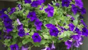 Як виростити розсаду петунії за місячним календарем