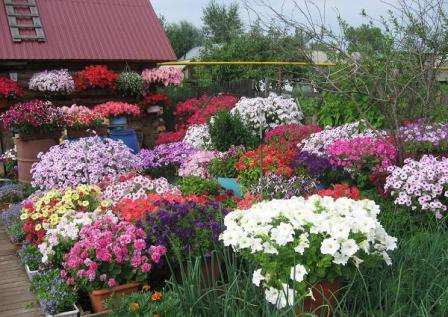 Посадка петунії на розсаду за місячним календарем в 2022 році в домашніх умовах