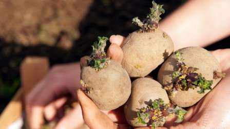 Підготовка насіння картоплі до посадки у відкритий грунт. Терміни, способи і техніка посадки бульб