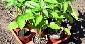 Підживлення розсади помідорів і перцю народними засобами