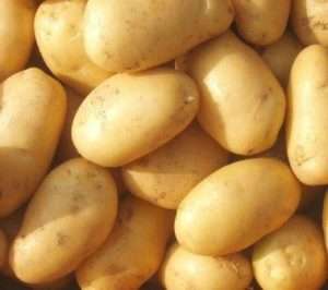 Мінерва - це голландський сорт