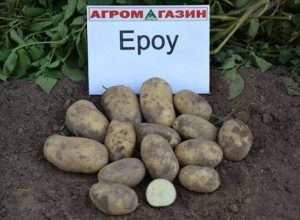 Ерроу - це сорт, який був виведений голландськими селекціонерами