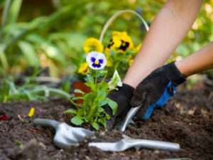 Догляд за багаторічними квітами та деревами в саду