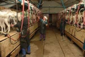 Як навчитися доїти козу