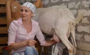 Як правильно доїти козу