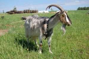 Від чого залежить високий надій молока