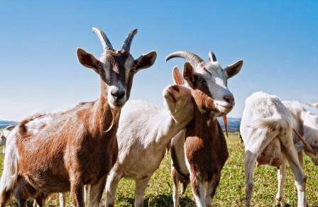 Як правильно доїти козу: особливості та алгоритм дій