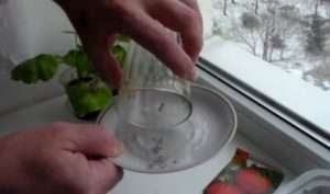 Покрокова інструкція по посіву чорних помідорів