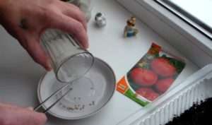 Для посадки насіння вам буде потрібно звичайний пінцет