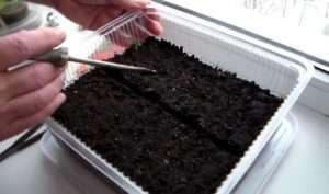 Як посадкові ємності можна використовувати будь-які контейнери або пластикові стаканчики