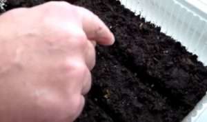 Закінчивши з висадкою насіння, обережно присипте їх землею