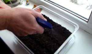 Після того як ви вкрили насіння землею і ущільнили її, можна обприскати поверхню грунту пульверизатором