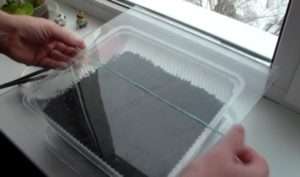 Тепер накрийте   ємність з насінням плівкою або звичайним склом, потім залиште її на теплому підвіконні