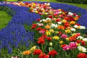 Ґрунтопокривні рослини для декору саду