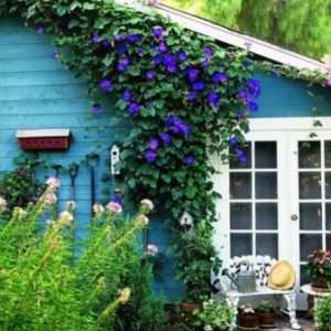 Іпомея як прикраса вашої ділянки