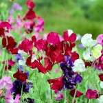 Запашний горошок