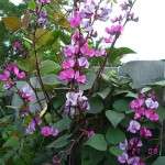 Декоративна квасоля