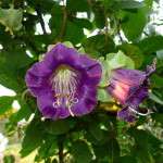 Кобея – кобея повзуча