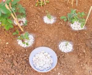 Навколо стовбура обережно викладіть на розрівняний ґрунт білі дрібні камінчики