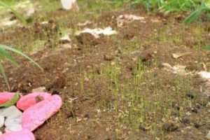 Зелена ділянка – ідеальні ідеї для саду