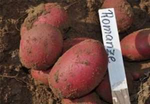  Опис найпопулярніших ранніх сортів картоплі