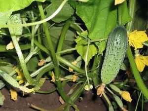 сорт огірків «Мальчик Пальчик»