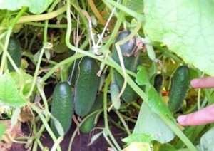 «Мальчик Пальчик» кращий сорт огірків