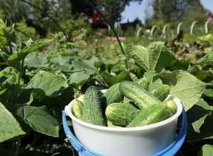 Вирощування огірків з насіння на городі та в теплиці