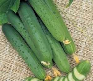 сорт огірків «Квітневий F1»