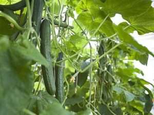 «Квітневий F1» сорт огірків