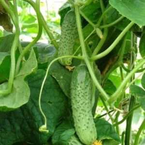 «Маша F1» сорт огірків