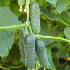 «Маша F1» сорт огірків