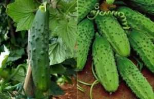 сорти огірків для вирощування на горді