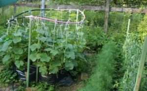 огірки сорту «Роднічок F1» 