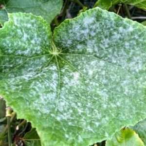 Нові сорти огірків для відкритого ґрунту на 2022 рік