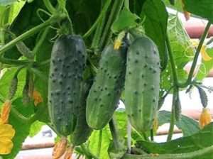 сорт огірків «Мураха F1»