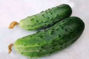 сорт огірків «Мурашка F1»