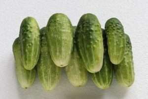 сорт огірків «Єрофій»