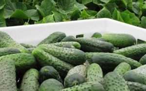 «Єрофій» огірки сорту