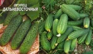  «Єрофій» огірки сорту
