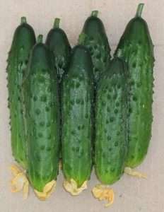 сорт огірків  «Секрет фірми F1»