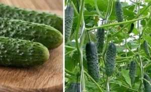 сорт огірків  для вирощування «Секрет фірми F1»