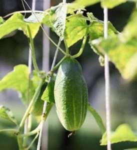 сорт огірків «Муромський 36»