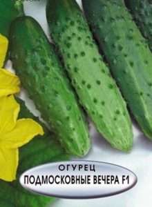 сорт огірків «Підмосковні вечори F1»