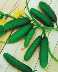 сорт огірків для вирощування «Підмосковні вечори F1»