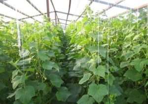 Найкращі сорти огірків для теплиці