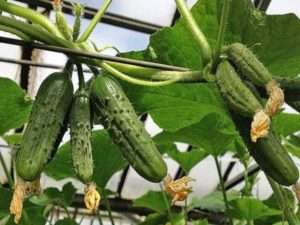 «Махаон F1» сорт огірків