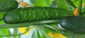 Гібрид «Ємеля F1»