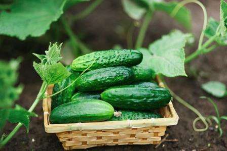 Найкращі сорти огірків для вирощування у відкритому грунті та теплиці в Україні у 2022 році