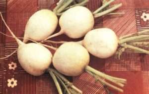 Альба - найкращі сорти редиски